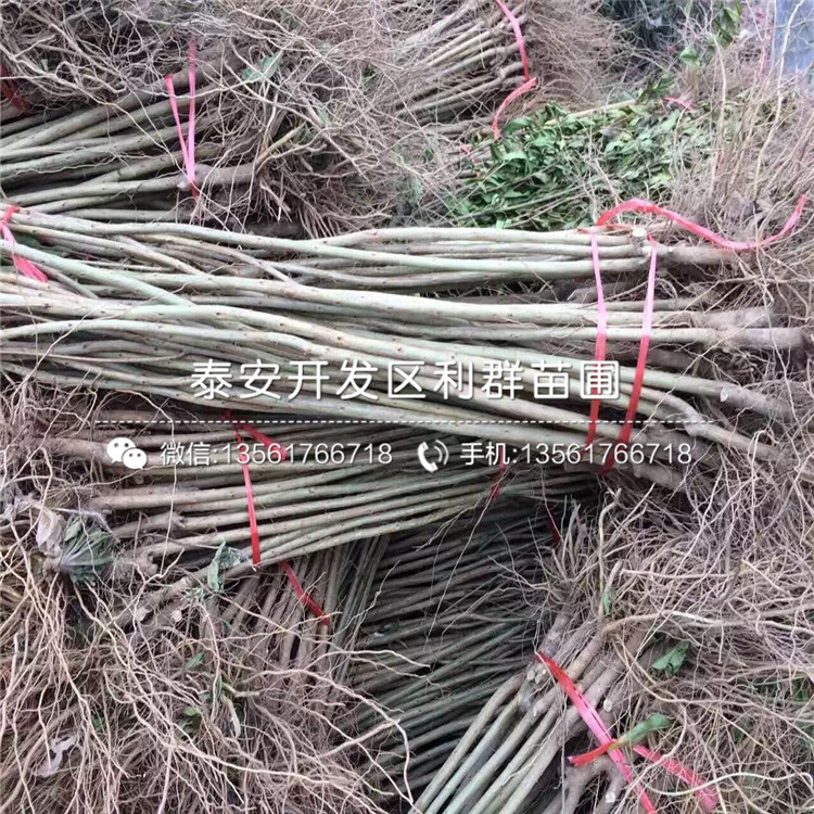 新品種中農(nóng)紅石榴苗、中農(nóng)紅石榴苗多少錢一棵