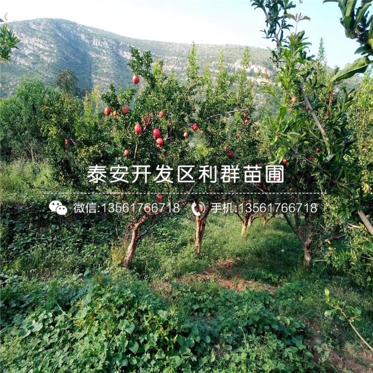 山東泰山紅石榴苗、山東泰山紅石榴苗基地