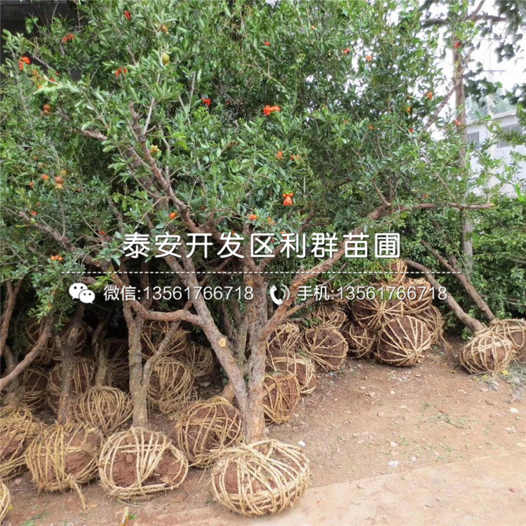 泰安石榴樹苗出售、泰安石榴樹苗價(jià)格及報(bào)價(jià)