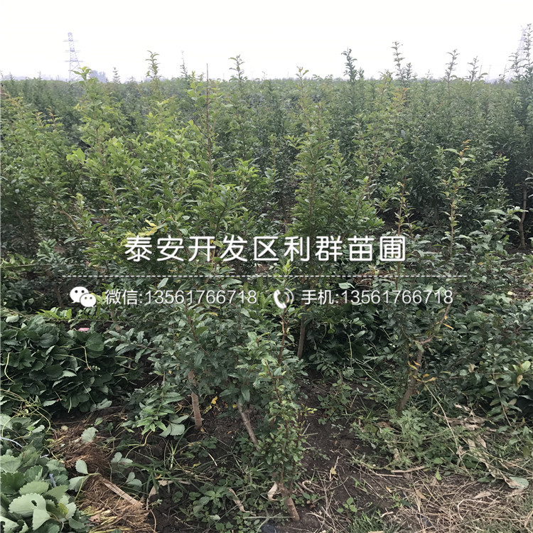山東大青皮石榴樹苗、山東大青皮石榴樹苗價格及報價
