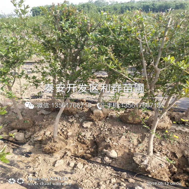 花石榴樹苗新品種、花石榴樹苗多少錢一棵