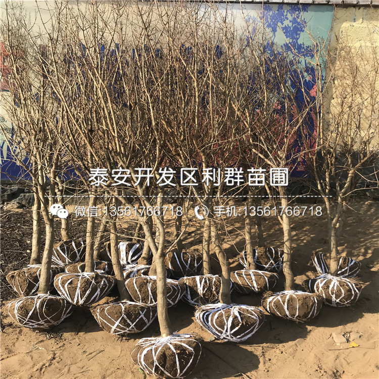 牡丹花石榴苗
