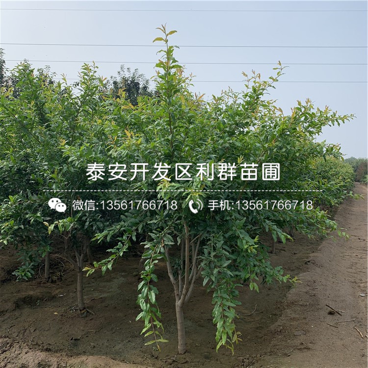 山東中農(nóng)紅軟籽石榴樹苗、山東中農(nóng)紅軟籽石榴樹苗基地