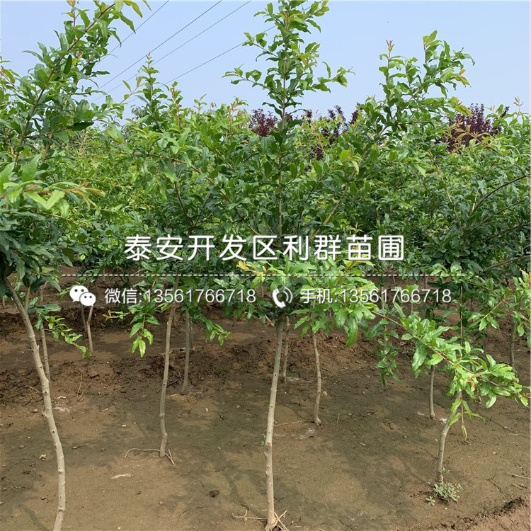 大青皮石榴樹苗出售、大青皮石榴樹苗基地