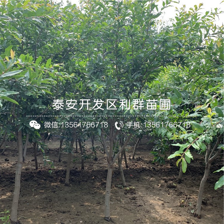 大青皮石榴樹苗出售、大青皮石榴樹苗基地