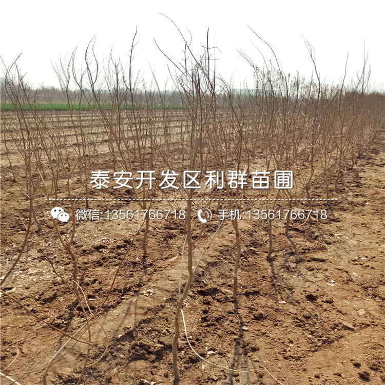 哪里有5公分石榴苗、5公分石榴苗價(jià)格多少