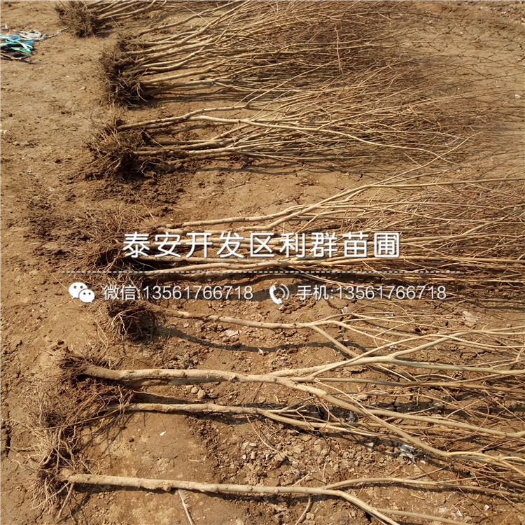 三白甜石榴苗品種介紹、三白甜石榴苗多少錢一棵