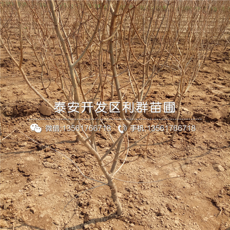 新品種中農(nóng)紅石榴苗、中農(nóng)紅石榴苗多少錢一棵