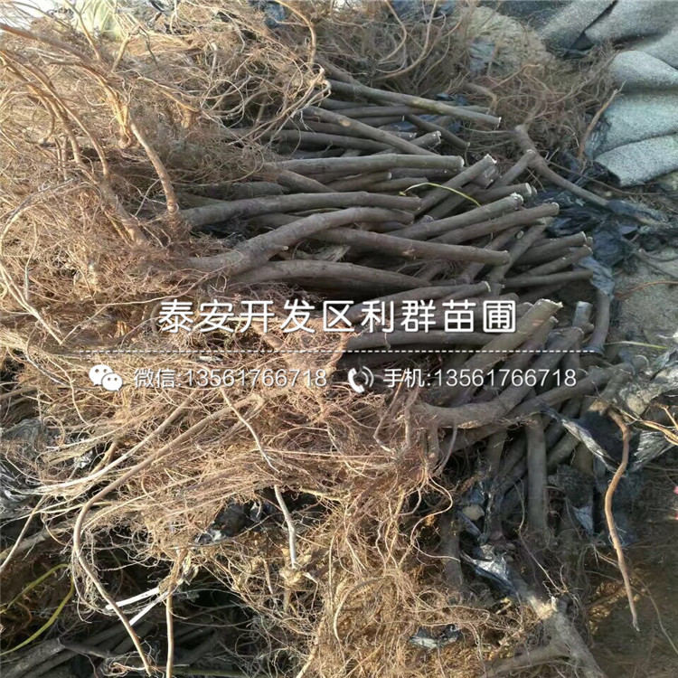 波姬紅無花果樹苗、波姬紅無花果樹苗報價及價格