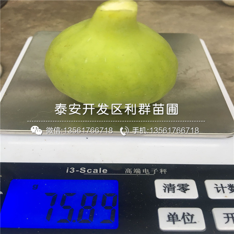 華麗無花果樹苗品種介紹、華麗無花果樹苗多少錢一棵