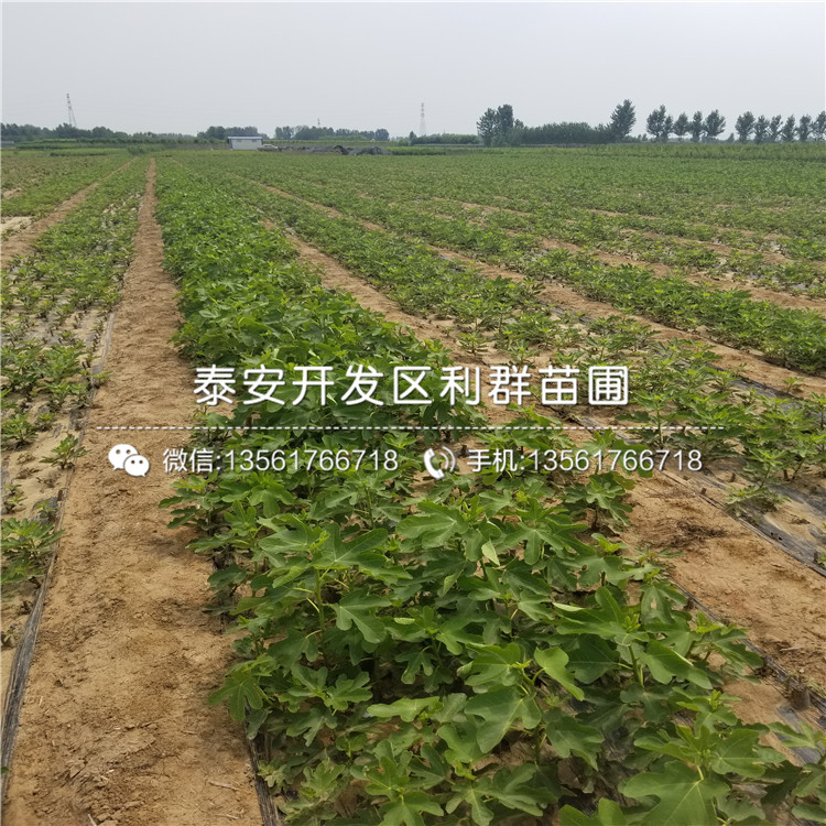 山東無(wú)花果樹(shù)苗、山東無(wú)花果樹(shù)苗批發(fā)
