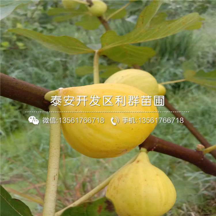 布蘭瑞克無花果苗品種介紹、布蘭瑞克無花果苗多少錢一棵