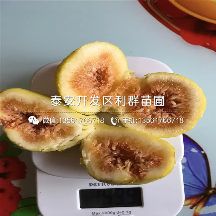 華麗無花果樹苗品種介紹、華麗無花果樹苗多少錢一棵