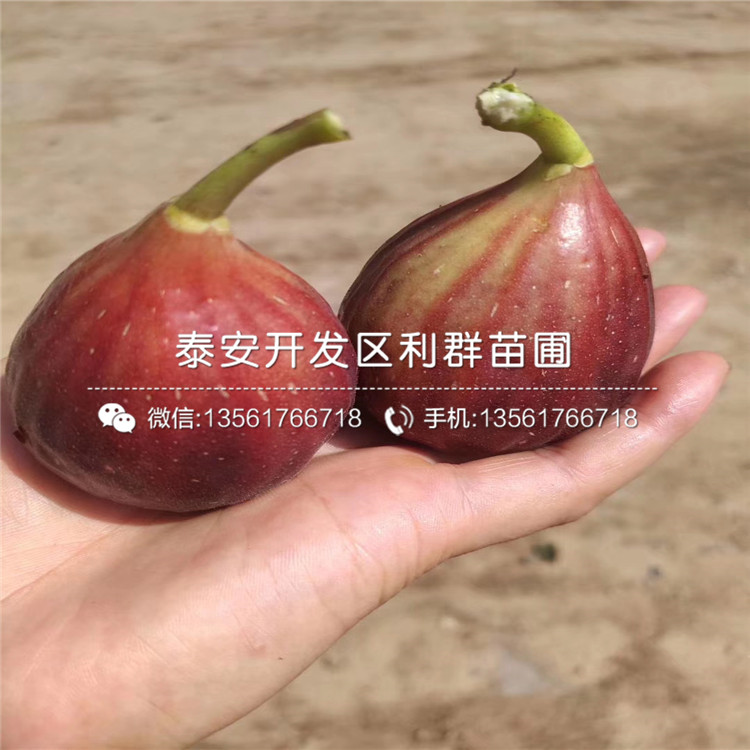 波姬紅無花果樹苗、波姬紅無花果樹苗報價及價格