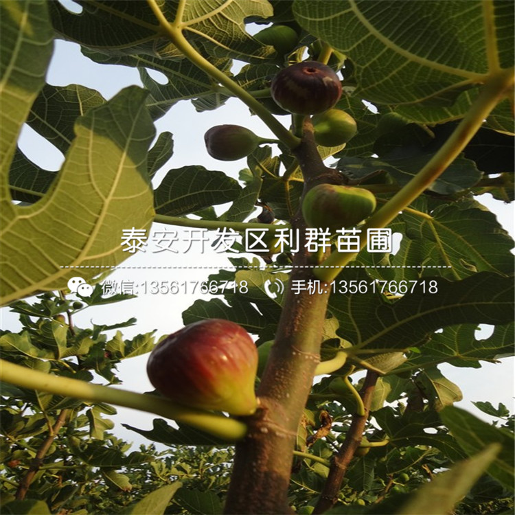 布蘭瑞克無花果苗品種介紹、布蘭瑞克無花果苗多少錢一棵