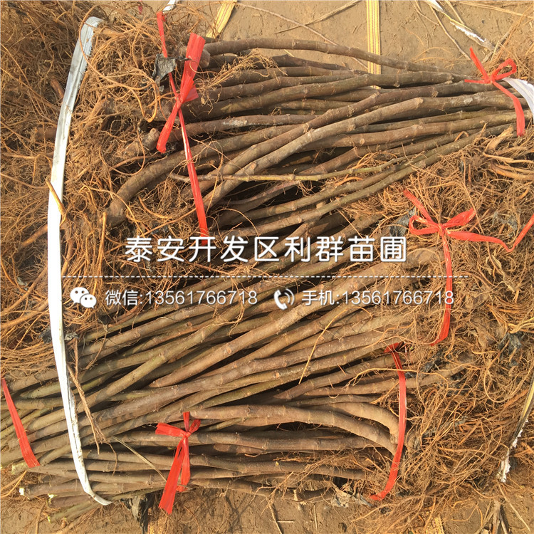 山東2019年無花果苗、山東2019年無花果苗出售