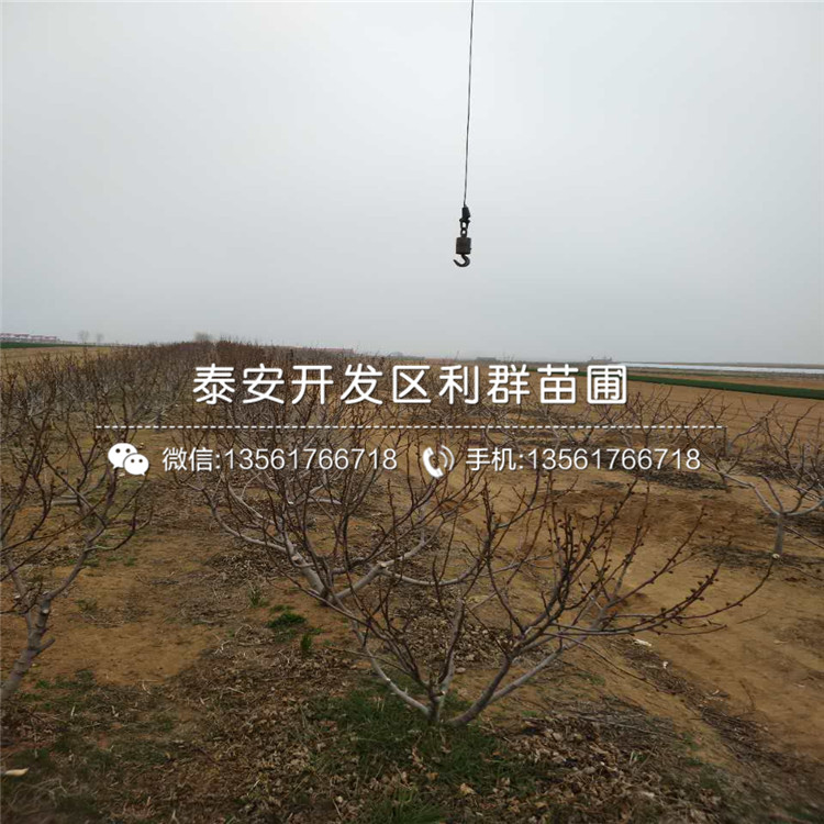 華麗無花果樹苗品種介紹、華麗無花果樹苗多少錢一棵