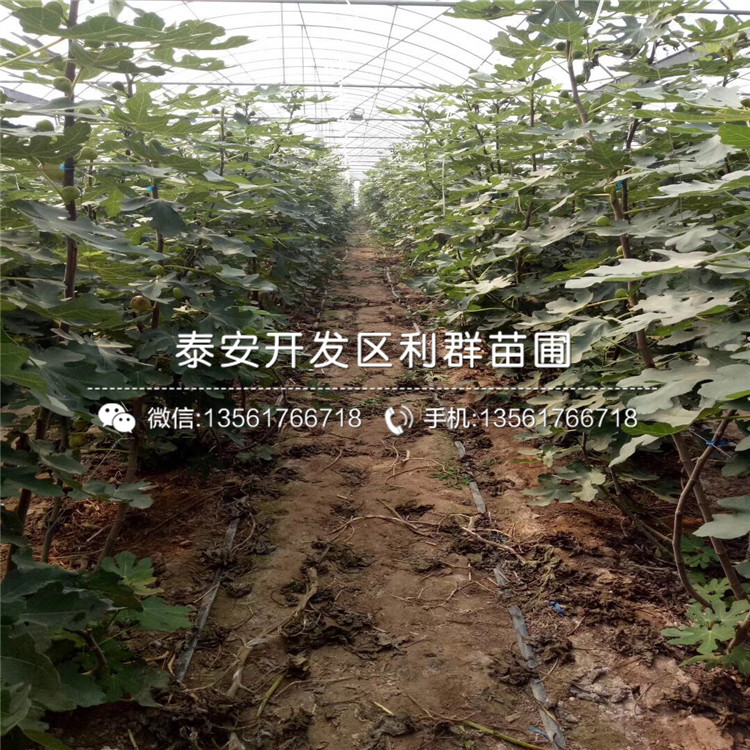 山東無花果苗價格、2019年山東無花果苗多少錢一棵