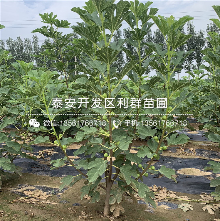 2019年中農(nóng)紅無(wú)花果苗報(bào)價(jià)、中農(nóng)紅無(wú)花果苗多少錢(qián)一棵