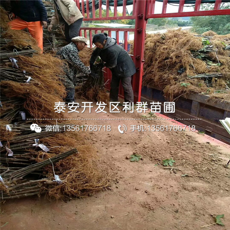 布蘭瑞克無花果苗品種介紹、布蘭瑞克無花果苗多少錢一棵