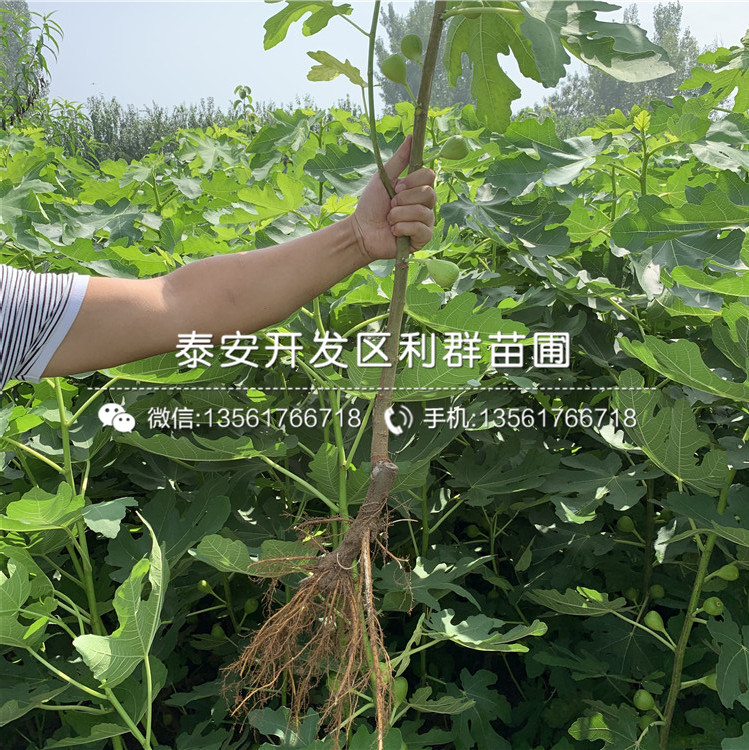 山東無(wú)花果樹(shù)苗、山東無(wú)花果樹(shù)苗批發(fā)
