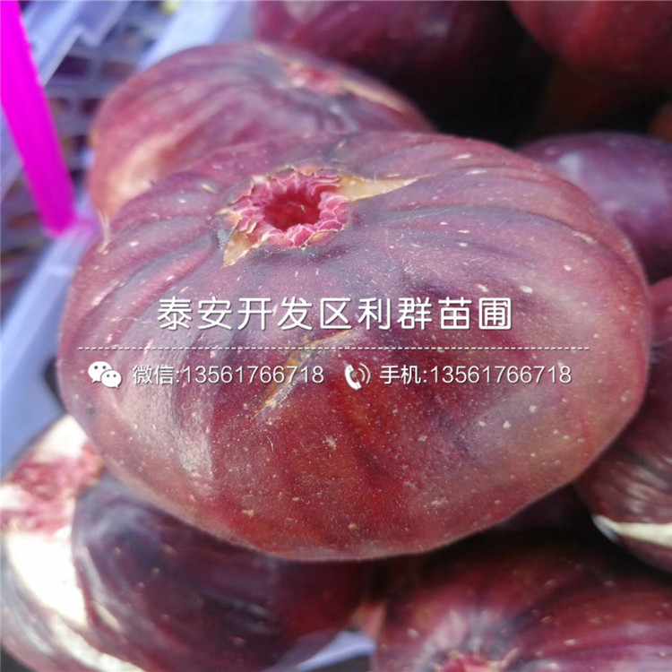 山東無(wú)花果樹(shù)苗、山東無(wú)花果樹(shù)苗批發(fā)