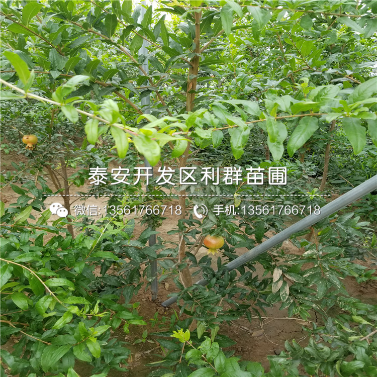 1公分石榴樹苗、1公分石榴樹苗價(jià)格及報(bào)價(jià)