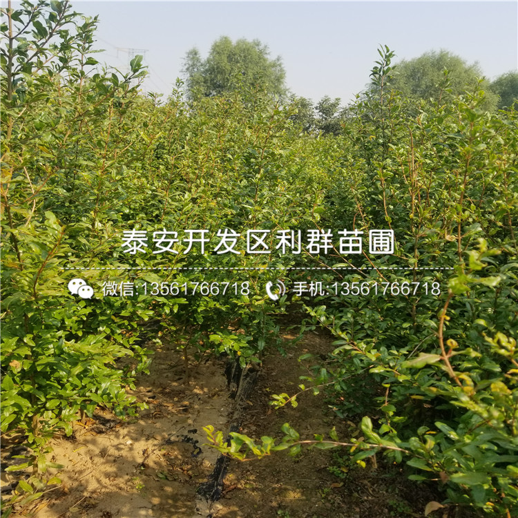 1公分石榴樹苗、1公分石榴樹苗價(jià)格及報(bào)價(jià)