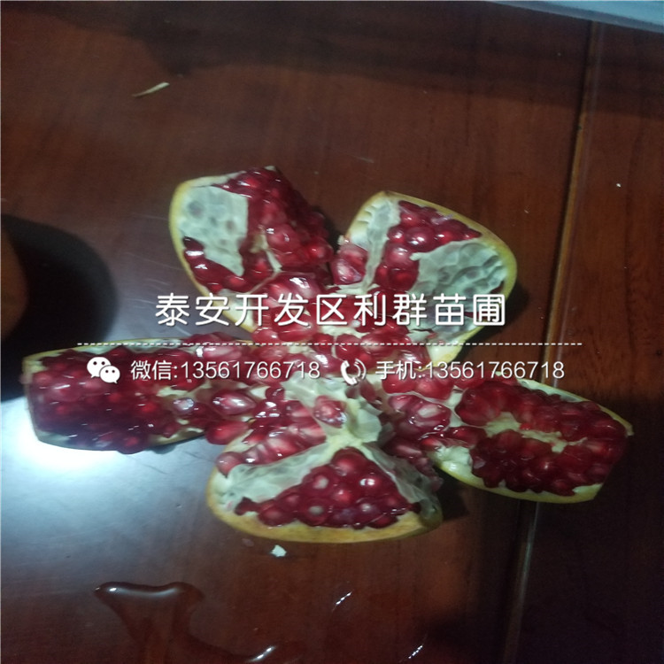出售牡丹花石榴樹苗、牡丹花石榴樹苗多少錢一棵