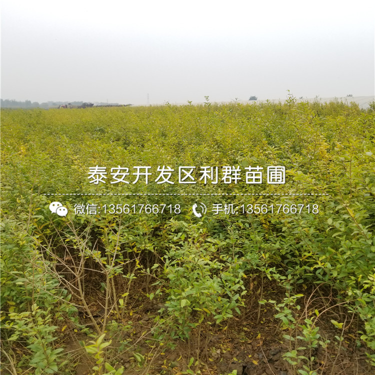 山東三白甜石榴樹苗、三白甜石榴樹苗價(jià)格