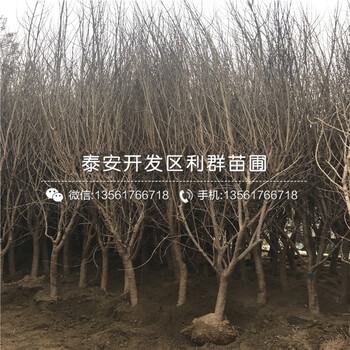 2019年石榴樹苗、2019年石榴樹苗出售價格
