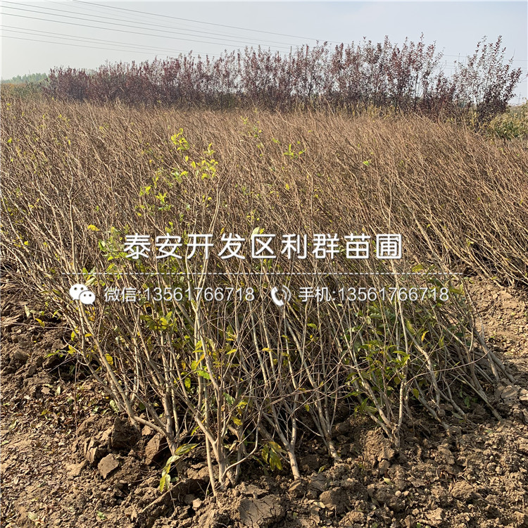 山東石榴苗、山東石榴苗出售