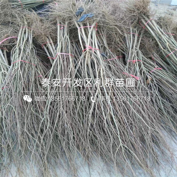 2019年黑籽甜石榴苗價(jià)格、黑籽甜石榴苗多少錢(qián)一棵