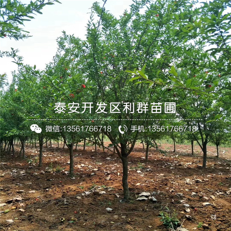 石榴樹苗批發(fā)、石榴樹苗基地