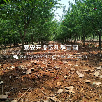 山東石榴樹苗、石榴樹苗價(jià)格