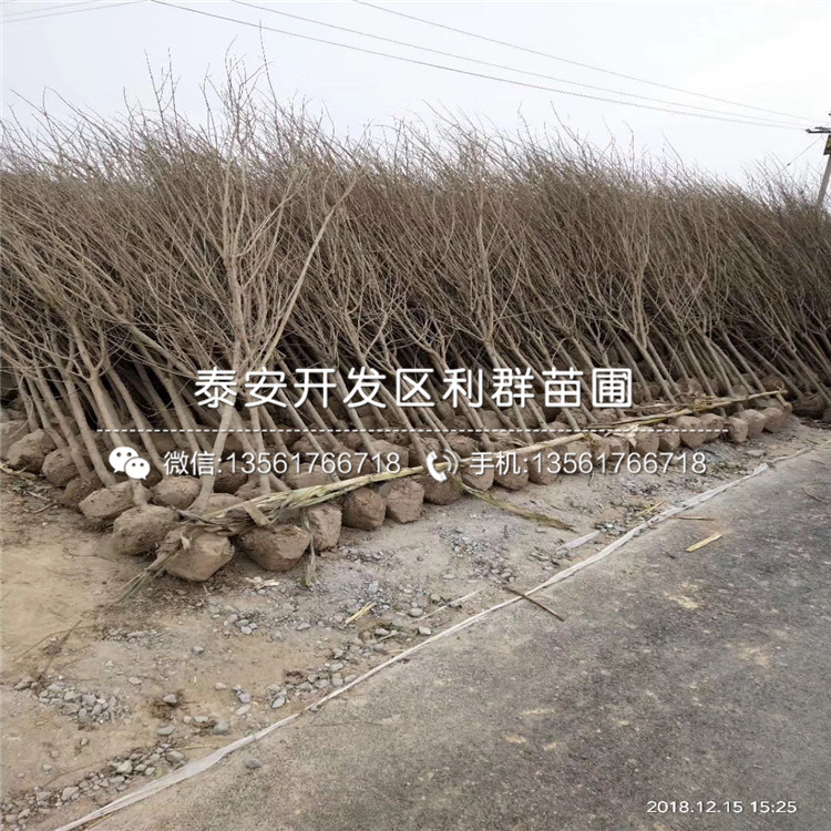 中農(nóng)紅軟籽石榴樹苗、中農(nóng)紅軟籽石榴樹苗報價及價格