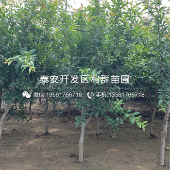 大青皮石榴苗、大青皮石榴苗出售價(jià)格