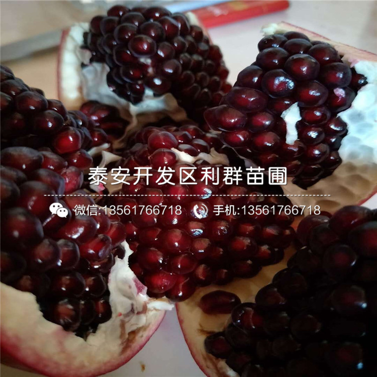 2019年大果黑籽甜石榴苗報(bào)價(jià)、大果黑籽甜石榴苗多少錢一棵