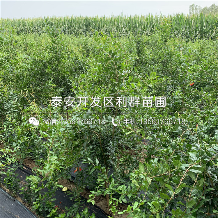山東5公分石榴樹苗、5公分石榴樹苗價格