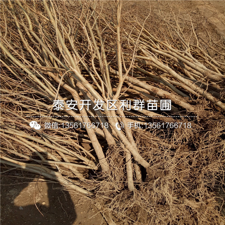 紅巨蜜石榴樹苗品種介紹、紅巨蜜石榴樹苗多少錢一棵