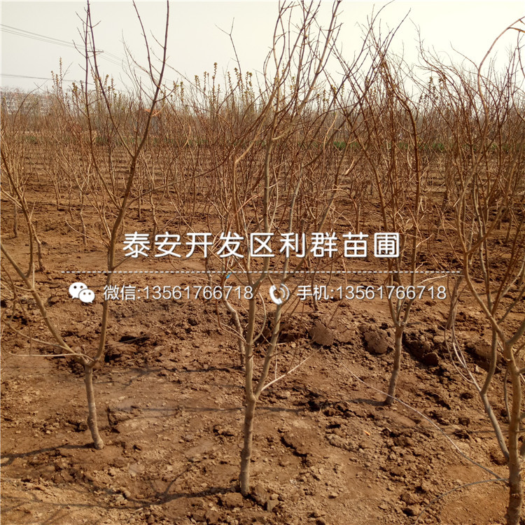 大紅袍石榴苗、大紅袍石榴苗價(jià)格及報(bào)價(jià)