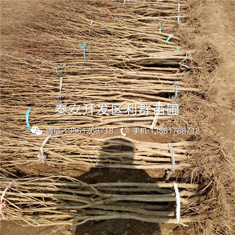 哪里有果石榴樹苗出售、果石榴樹苗多少錢一棵