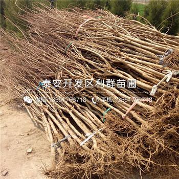 突尼斯軟籽石榴苗價格、突尼斯軟籽石榴苗批發(fā)