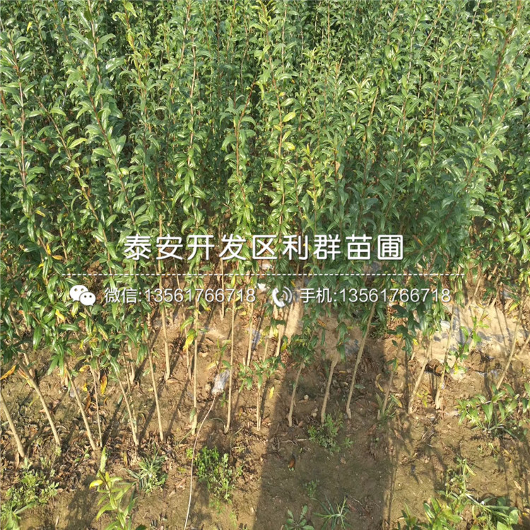 黑籽甜石榴苗價(jià)格、黑籽甜石榴苗多少錢一棵