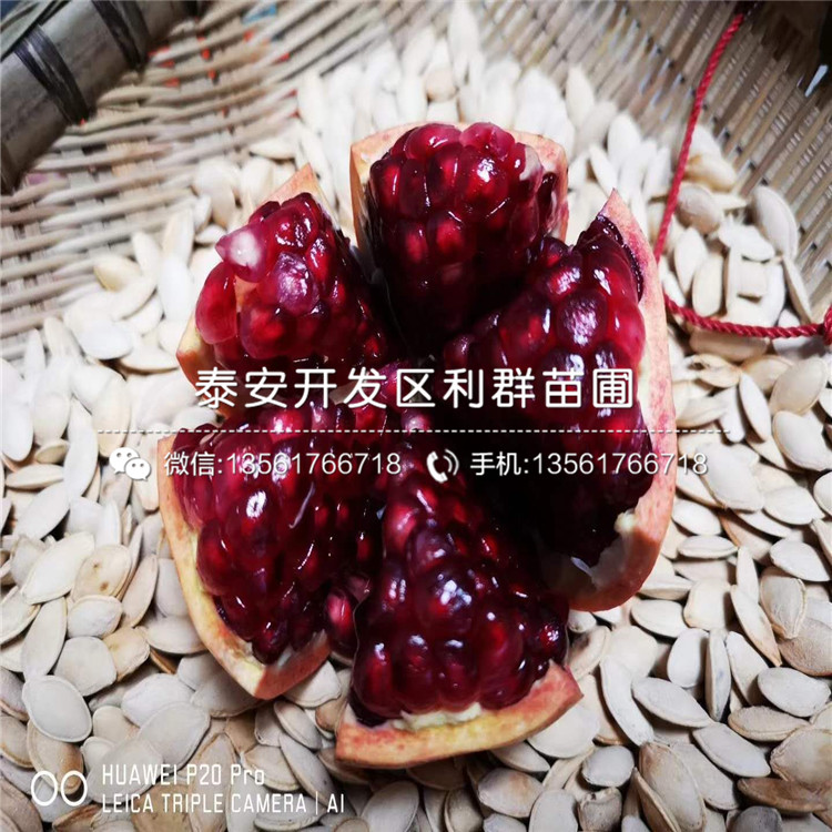 哪里有中農(nóng)紅石榴苗、中農(nóng)紅石榴苗價格多少
