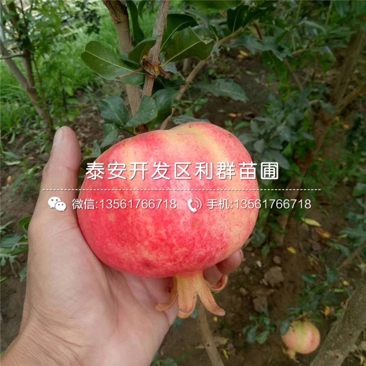 我想買2公分石榴樹苗、2公分石榴樹苗價格多少