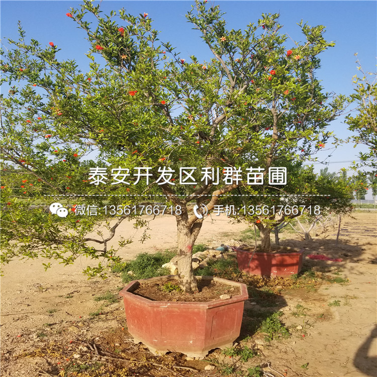 2019年大果黑籽甜石榴苗報(bào)價(jià)、大果黑籽甜石榴苗多少錢一棵