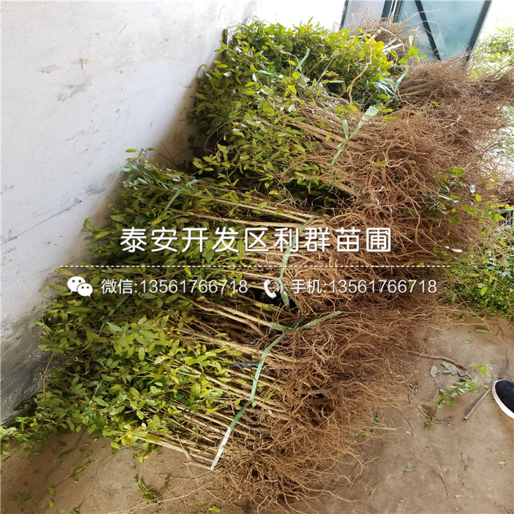 果石榴樹苗品種介紹、果石榴樹苗多少錢一棵
