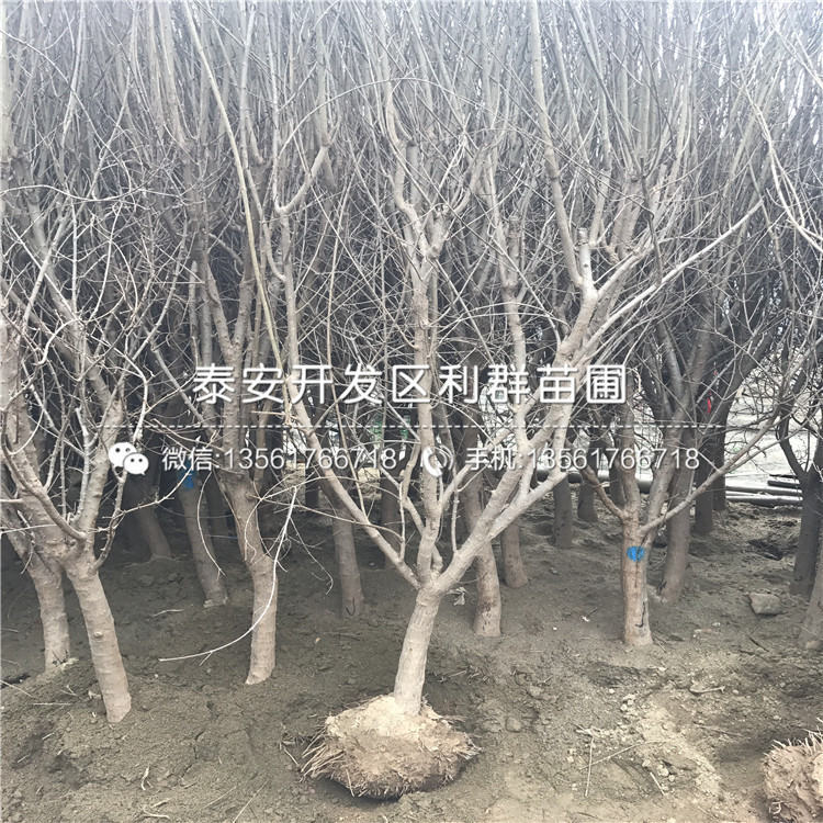 1公分石榴樹苗、1公分石榴樹苗價(jià)格及報(bào)價(jià)