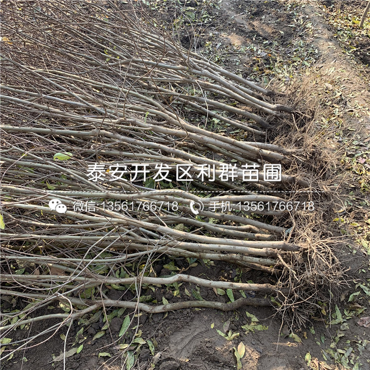 2019年無籽石榴苗價格、無籽石榴苗多少錢一棵